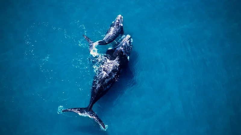 Causas de la desaparición de la ballena franca