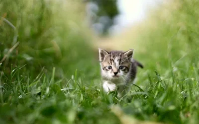 El síndrome de Down en gatos: ¿es posible?