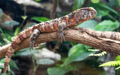 El lagarto cocodrilo chino