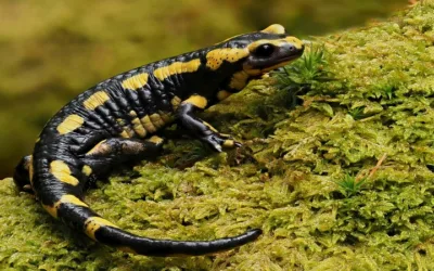 ¿Las salamandras son venenosas?