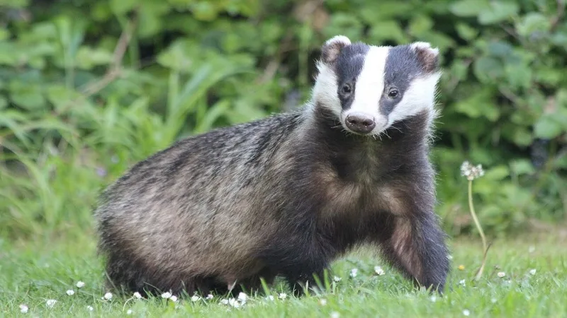 Do you know the badger?