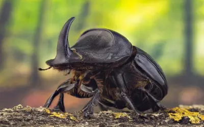 ¿Cómo es el hábitat de los escarabajos rinocerontes?
