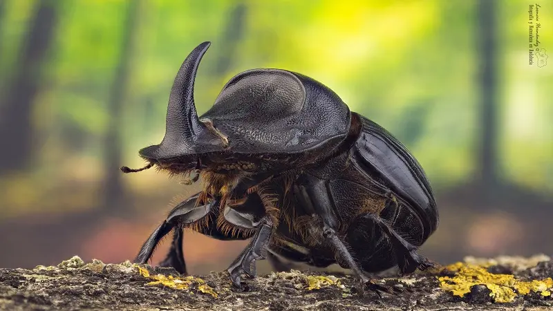 ¿Cómo es el hábitat de los escarabajos rinocerontes?