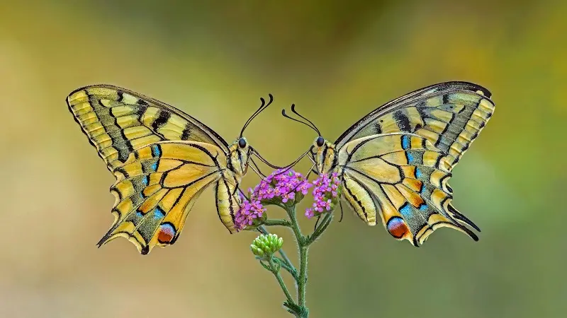La mariposa cola de golondrina
