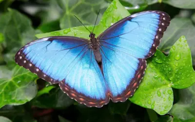 Las mariposas más impresionantes