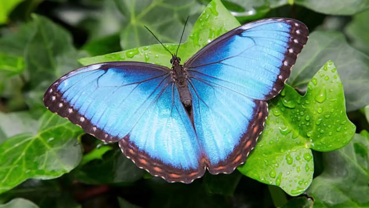 Las mariposas más impresionantes