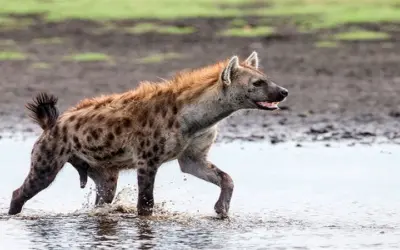 ¿Cómo cazan las hienas?