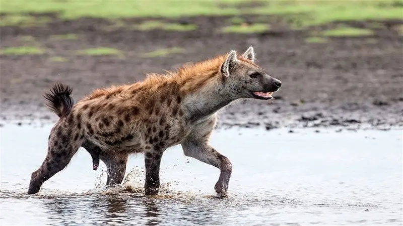 ¿Cómo cazan las hienas?