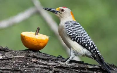 ¿Qué comen los pájaros carpinteros?