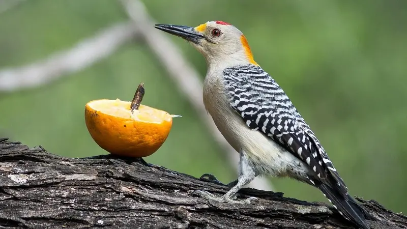 ¿Qué comen los pájaros carpinteros?