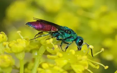 Los insectos más bonitos del planeta