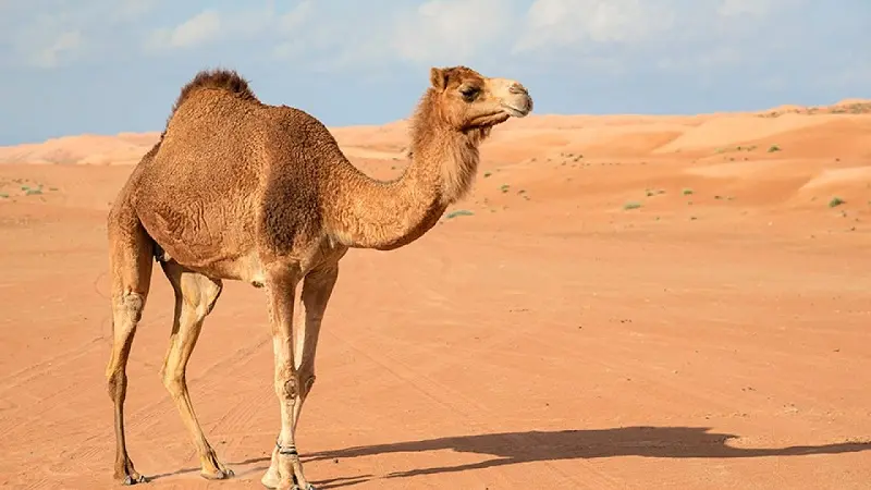 Curiosidades de los camellos