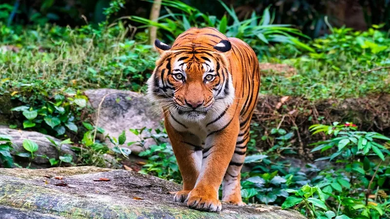 Especies de felinos más grandes