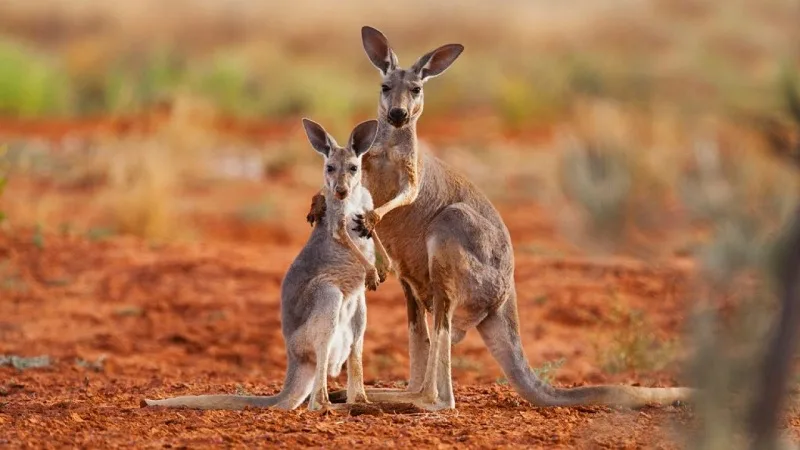 Los increíbles animales de Australia