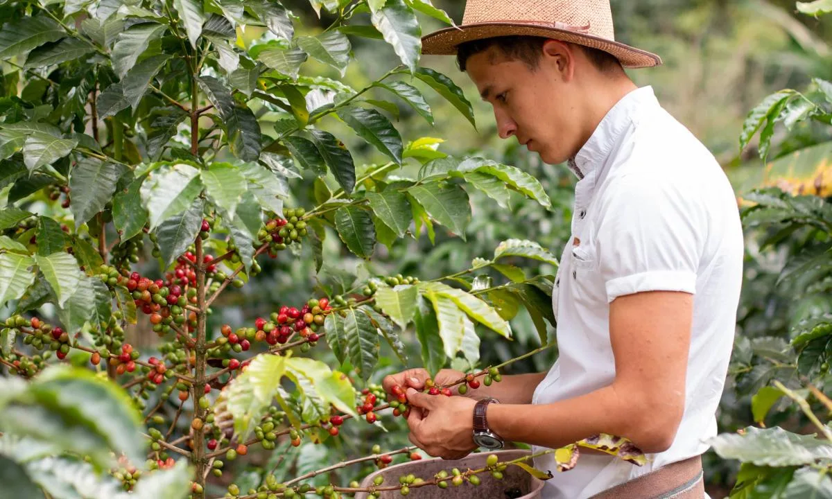 Colombia rompe tendencia negativa en la producción de café en 2023