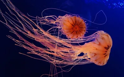Los animales más venenosos del mundo marino