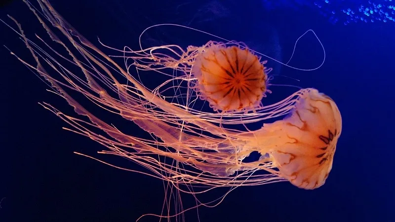 Los animales más venenosos del mundo marino