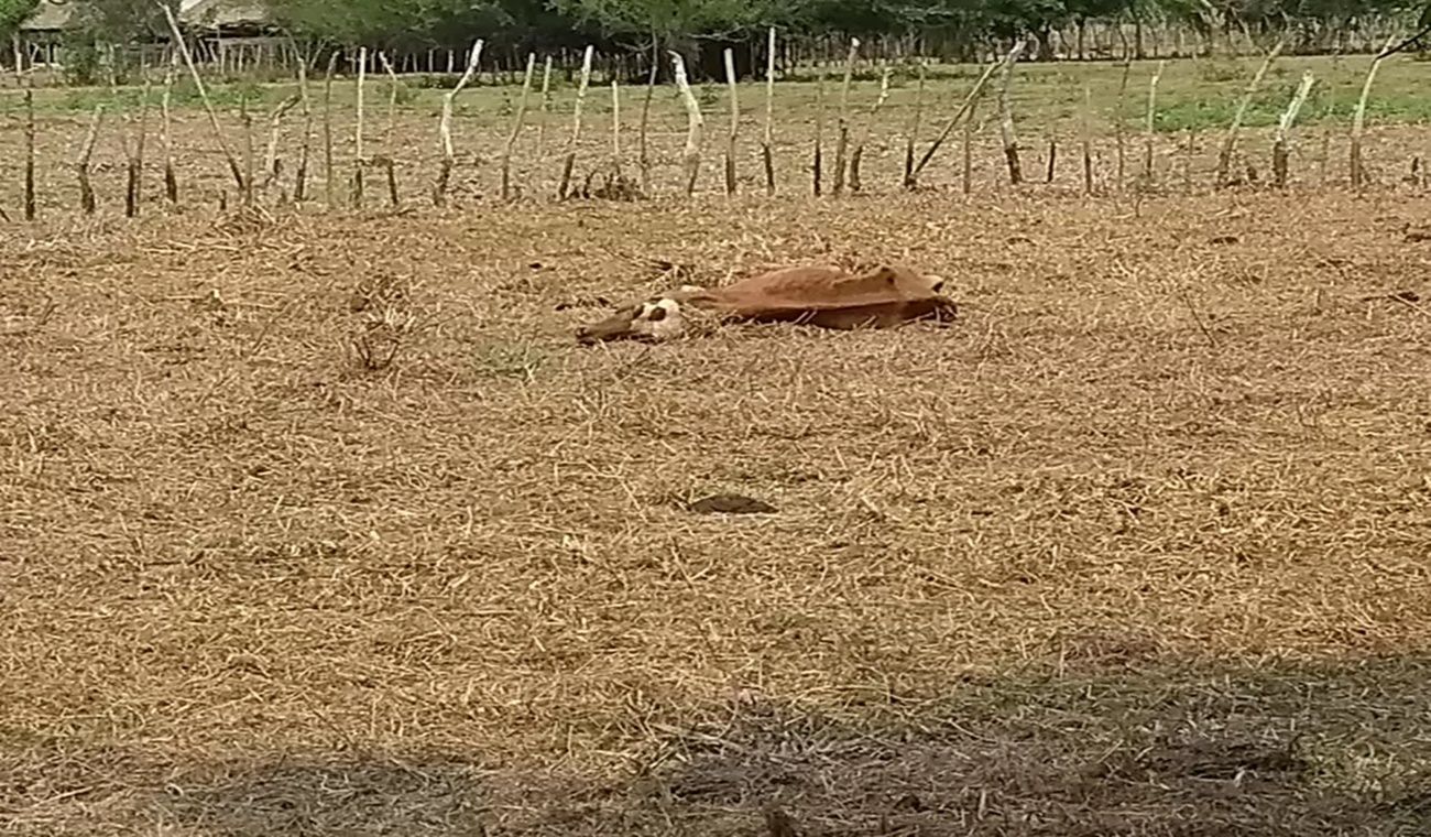 ‘El Niño’ ha matado más de 300 reses en el Huila