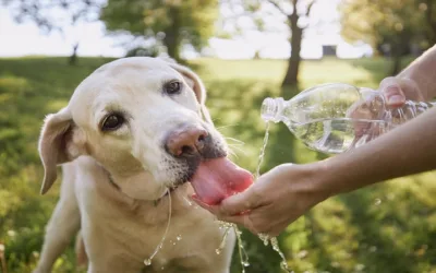 ¿cómo puede proteger a sus mascotas de los días de calor?