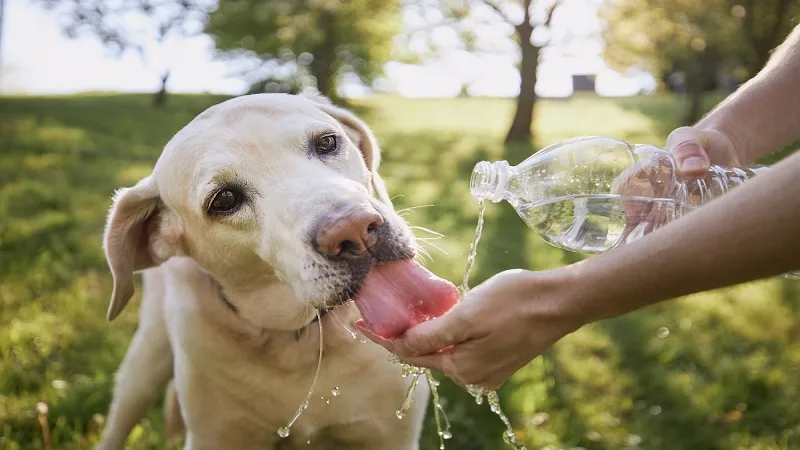 ¿cómo puede proteger a sus mascotas de los días de calor?