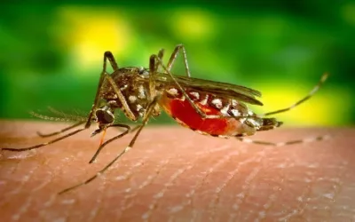 Dengue: suman 15.000 los casos en lo que va del año