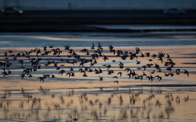 Descubren ave marina capaz de adaptarse al cambio climático