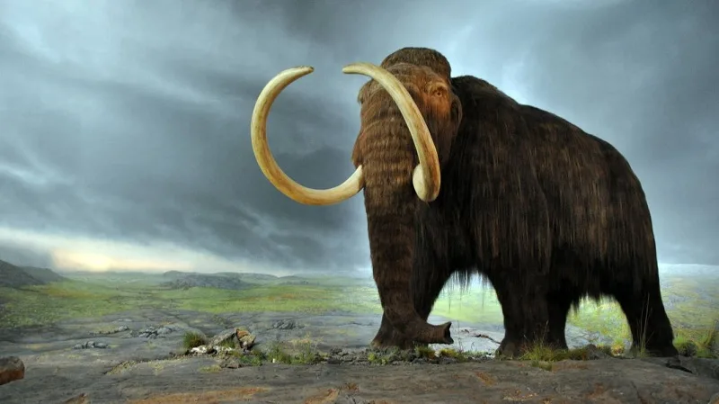 ¿Qué fue de los últimos mamuts?