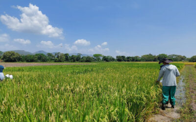 El incentivo al almacenamiento del arroz es crucial, según Fedearroz