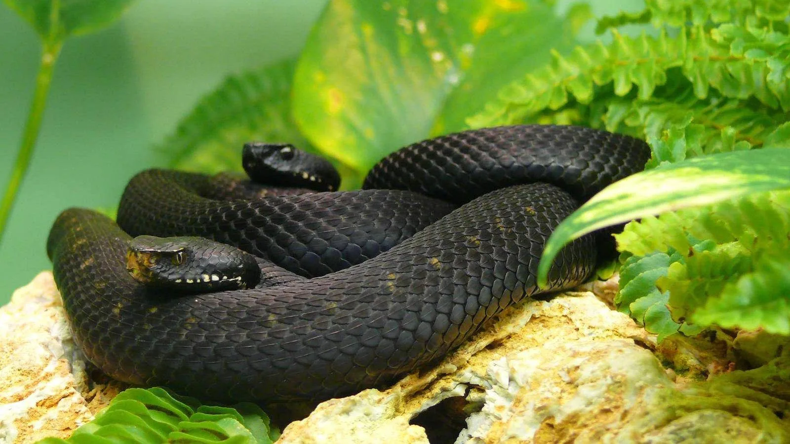 Las 9 serpientes más mortales