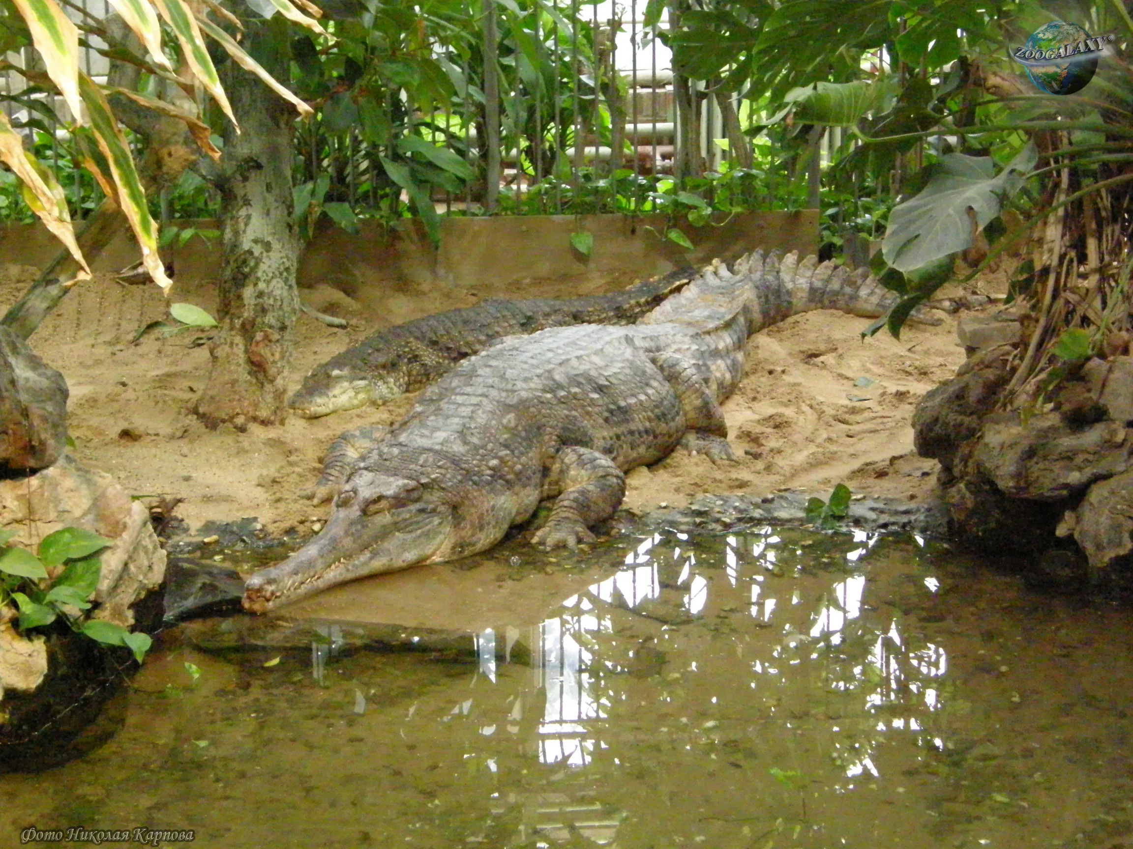 El gavial malayo, un reptil muy peculiar
