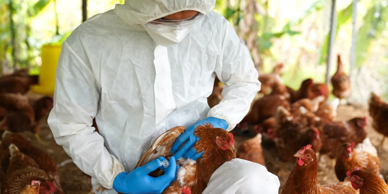 Preocupación global por gripe aviar