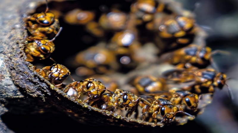 Descubren nuevas especies de abejas silvestres en el Huila