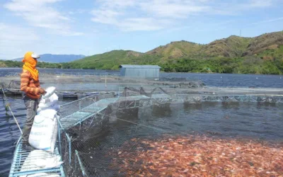 Betania: piscicultura en alerta