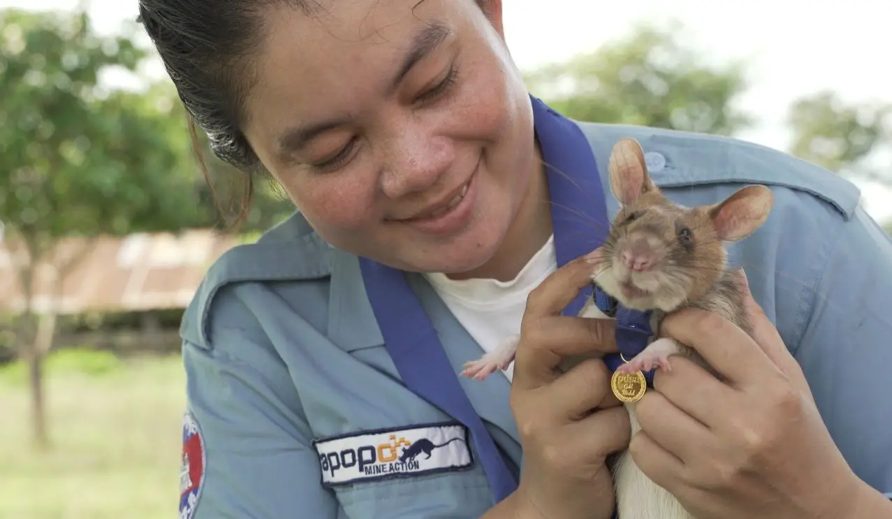 Murió rata detectora de minas en Camboya