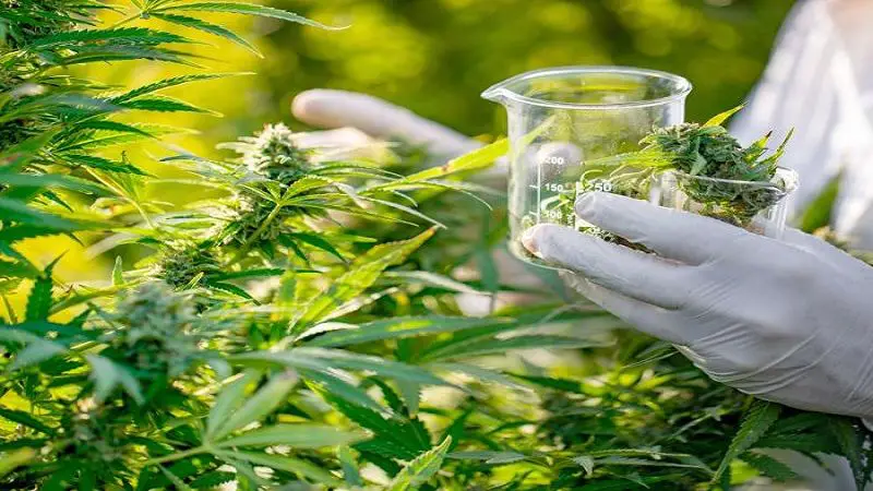 Crecimiento del cannabis generaría 23,5 millones de dólares en el 2025
