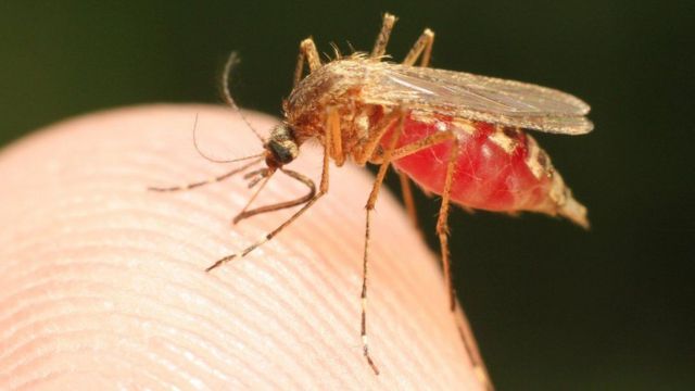 OMS aprueba la primera vacuna contra la malaria