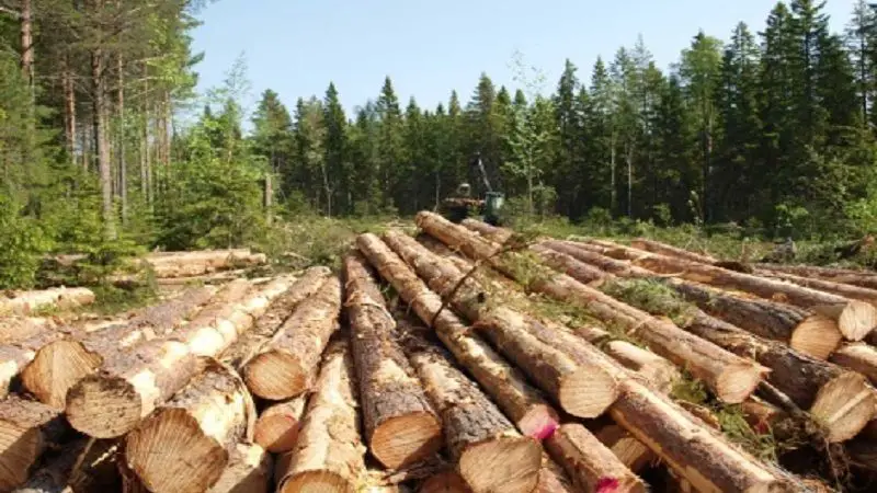 En los últimos 5 años se han perdido 30 hectáreas de bosques