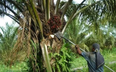 Cifras récord alcanzó la industria del aceite de palma en el 2022