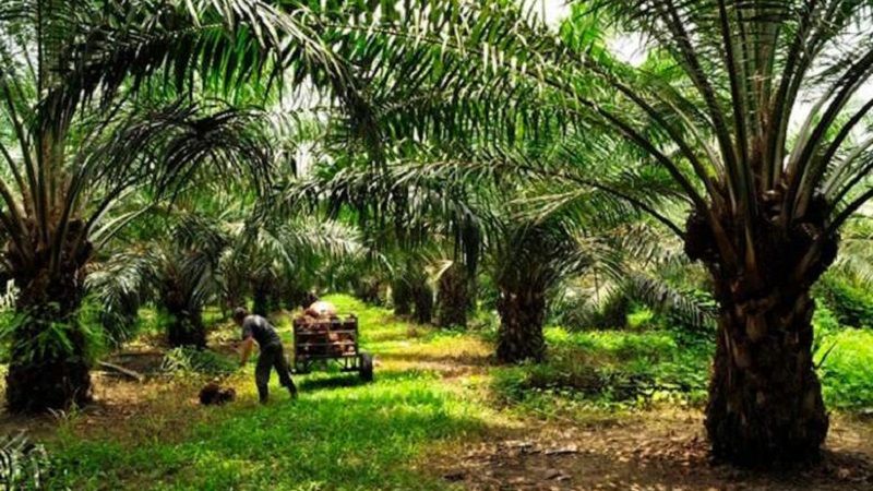 Producción de aceite de palma  continúa creciendo frente al mismo periodo de 2021