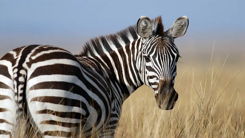 Colores de la cebra: el animal con la piel más curiosa