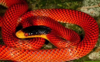 ¿Cuál es la diferencia entre serpiente, víbora y culebra?