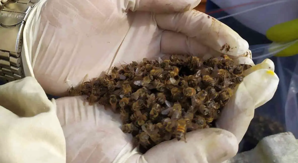 Estado colombiano fue demandado por la muerte masiva de abejas