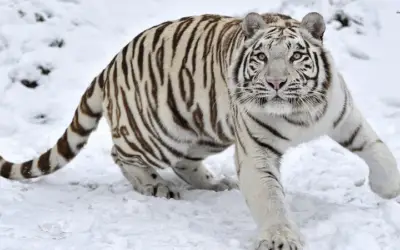 Diferencias entre el tigre de bengala y el tigre siberiano