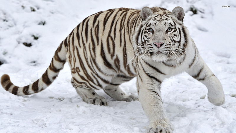 Diferencias entre el tigre de bengala y el tigre siberiano