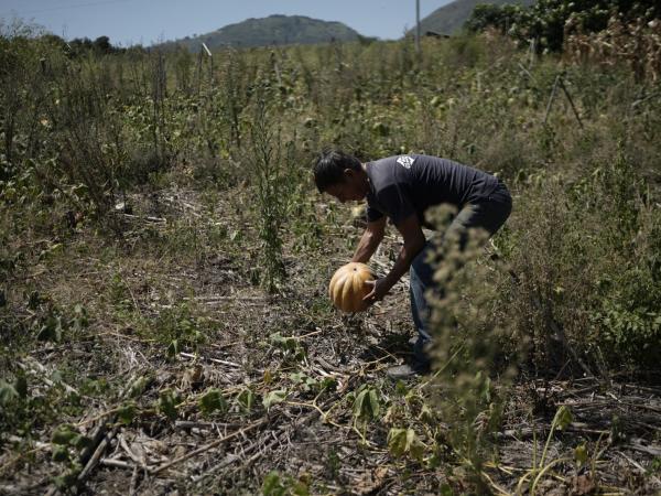 El Niño está generando estragos en el sector agrícola