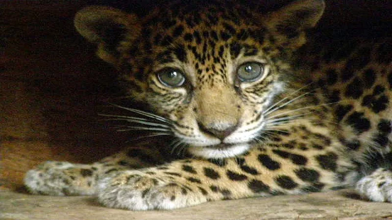 En “La Piel Del Jaguar”