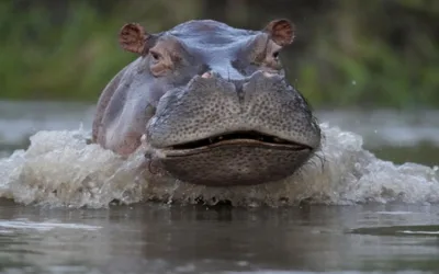 ¿Por qué los hipopótamos son peligrosos?