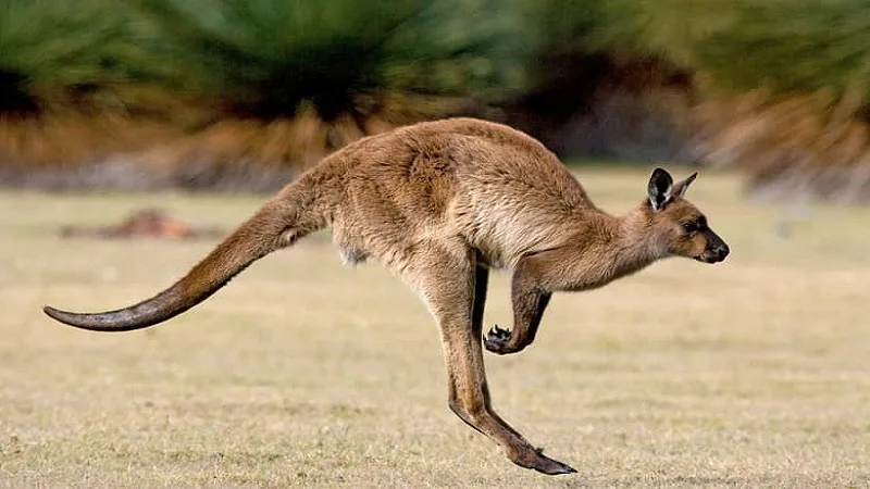 Diferencias entre canguro y wallaby