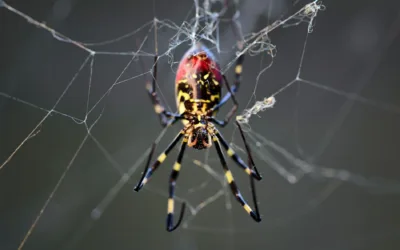 La araña asiática joro