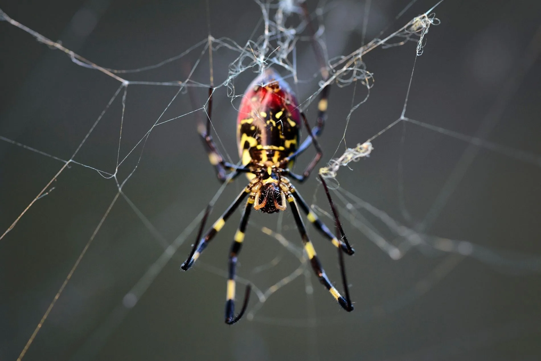 La araña asiática joro